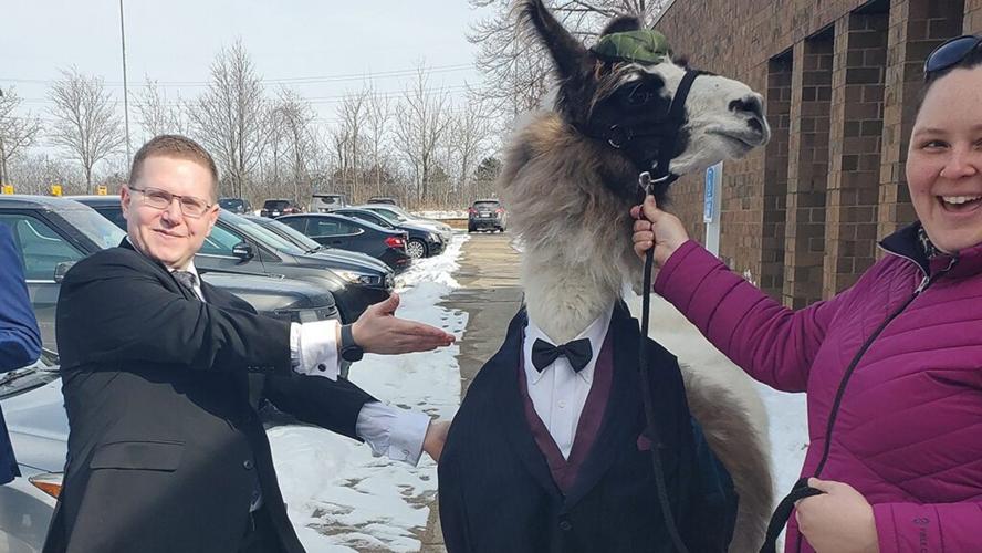 Bride’s face when her brother shows up with a llama as wedding guest goes viral: Not 'thrilled'