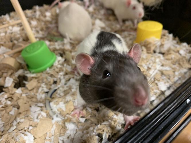 A rat that will race in the Rat Race at Spalding University - KK - 4.13.23