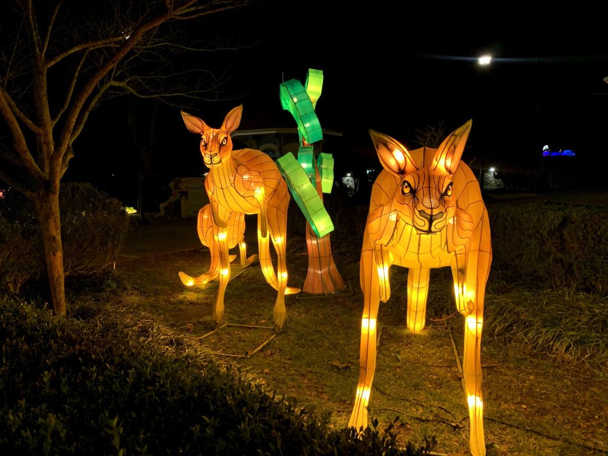 SNEAK PEEK Louisville Zoo lights up for Asian Lantern Festival News