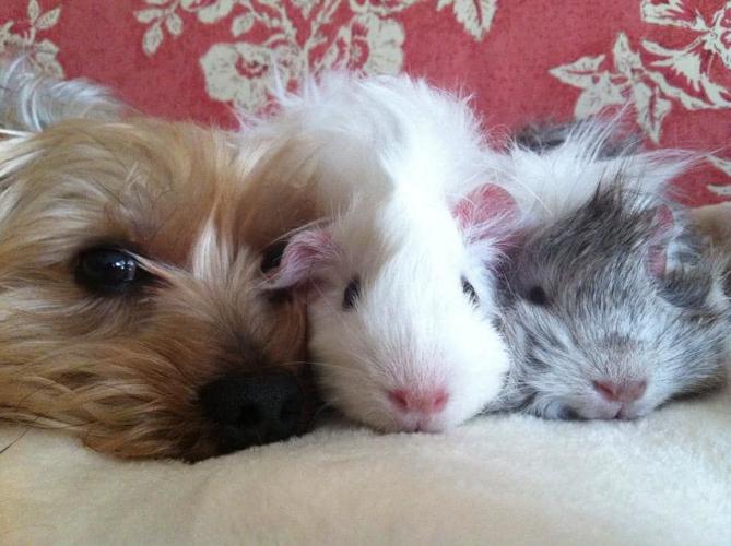 PET DAY - APRIL AND TERRY JOYNER.jpg