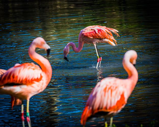 Flamingo Louisville Zoo
