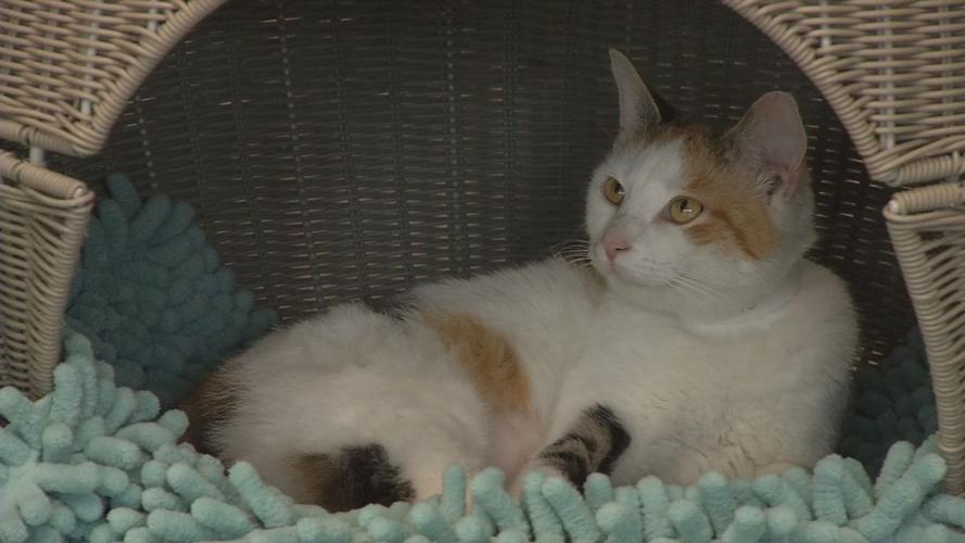 raw CAT CAFE MOTHER'S DAY concatenated 171537_frame_37315.jpg