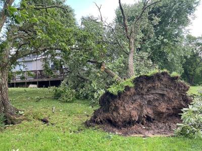 Harrison County tree uprooted