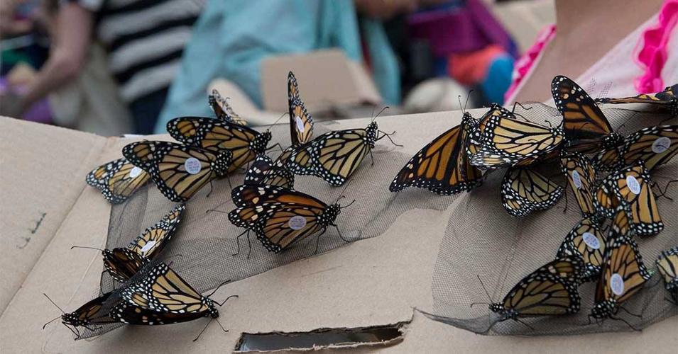 BUTTERFLY RELEASE - LOUISVILLE ZOO 9-21-19 1.jpg