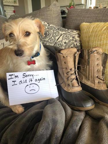 PET DAY - BUSTER - TAMMY THOMPSON .jpg