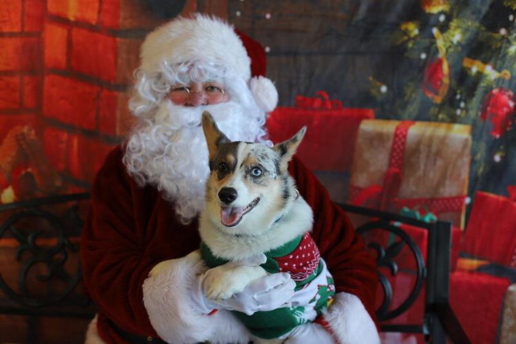 Picture Your Pet with Santa