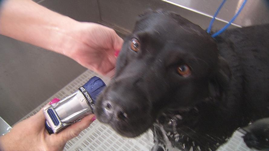 GUIDE DOG PAMPERING - AMERICAN PRINTING HOUSE FOR THE BLIND - 7 -25-19   (7).jpg