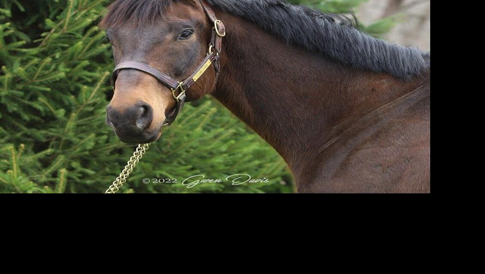 General A Rod, 2014 Derby contender - Second Stride - KK - 5.1.23