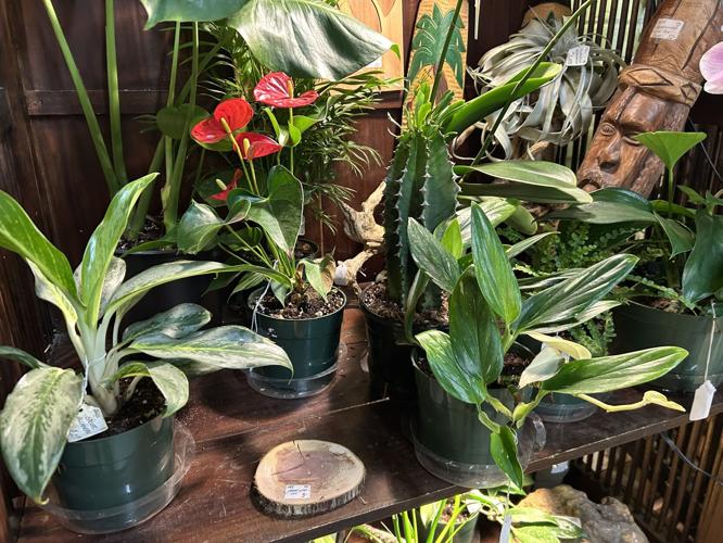 Paristown Garden Show