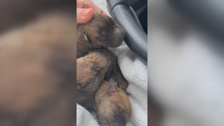 LEXINGTON PUPPY BURNING CASE - MAY 2024  (3).jpeg