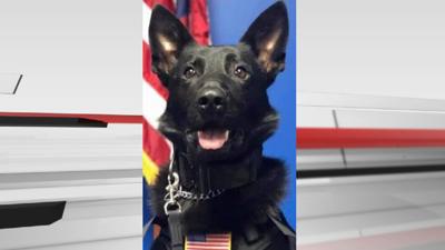Bane, the Mt. Washington Police K9