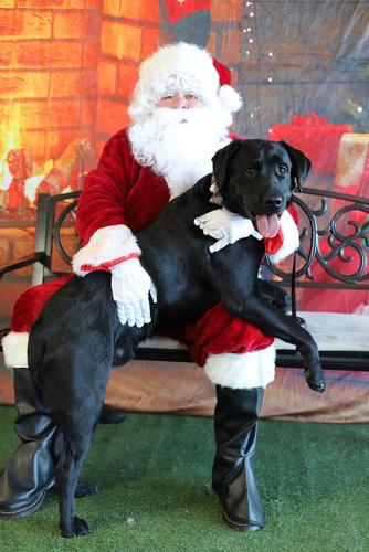 Picture Your Pet with Santa