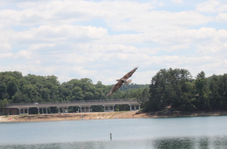 KSP BALD EAGLE
