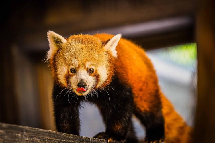 A red panda was unveiled as the Louisville Zoo's newest animal on May 16, 2023.