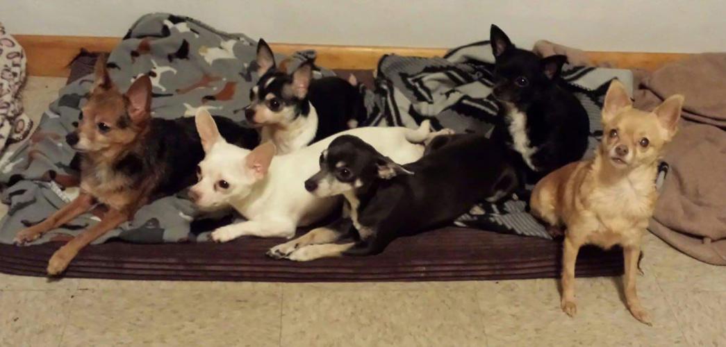 PET DAY - ELWOOD - LACEY, JAKE- CHLOE RIVER AND BELLA - PATRICK WISENBALER.jpg