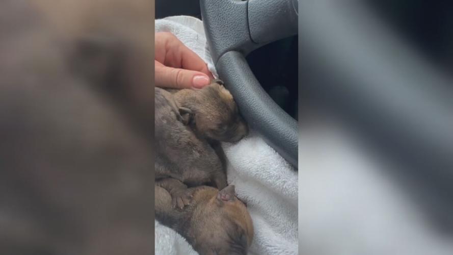 LEXINGTON PUPPY BURNING CASE - MAY 2024  (2).jpeg