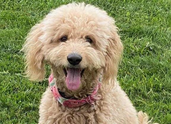 Zolla is a certified therapy dog