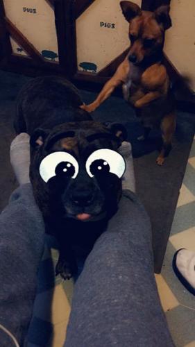PET DAY - HARLEY AND PEBBLES - ELIZABETH STOKE.jpg