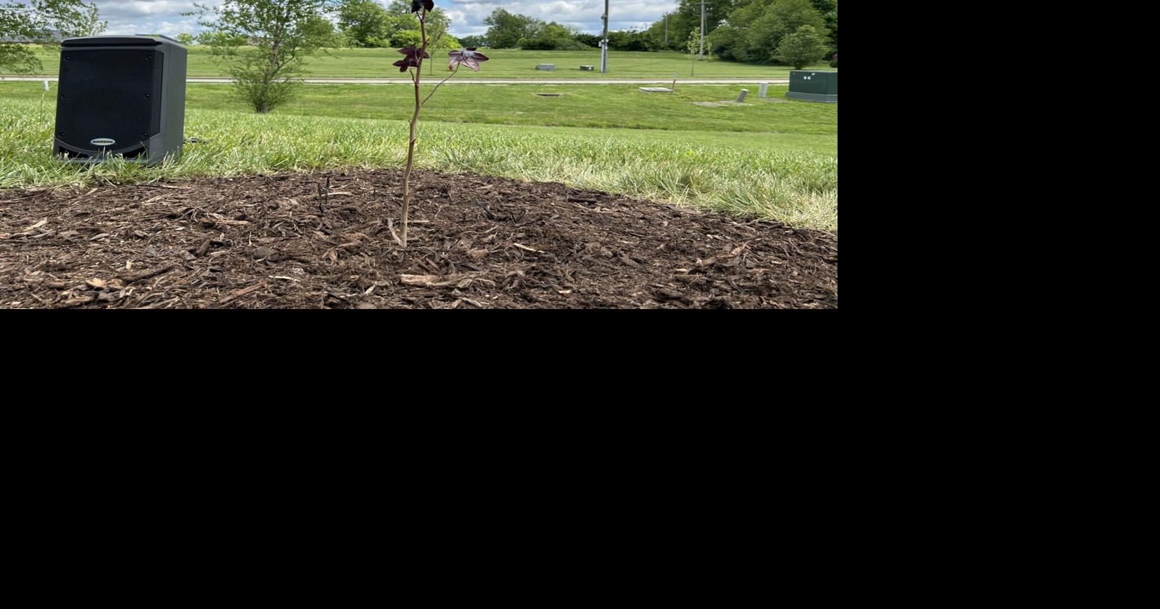 Tree that flew around the moon is now planted at a high school in ...