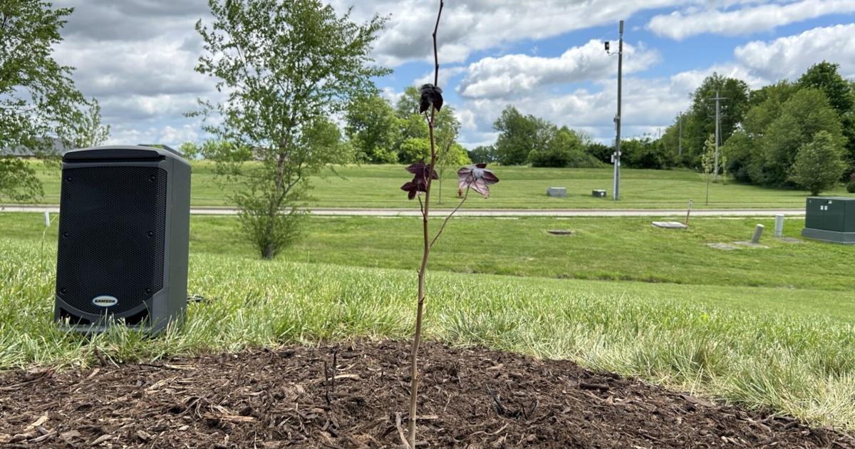Wdrb Exploding Tree Tree that flew around the moon is now planted at a high school in ...