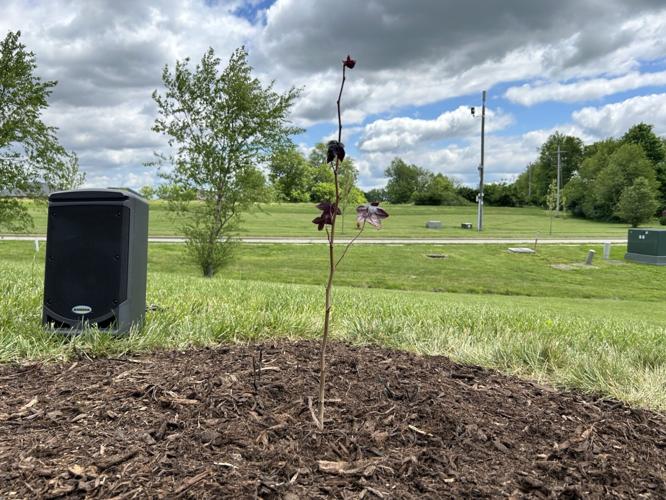 ARTEMIS MOON TREE PLANTING 2.jpg