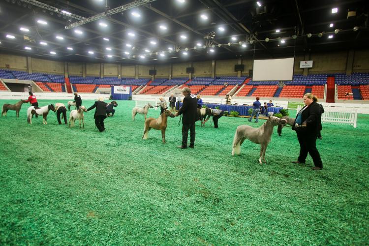 WORLD CHAMPIONSHIP HORSE SHOW 2018 - FREEDOM HALL  (9).jpg