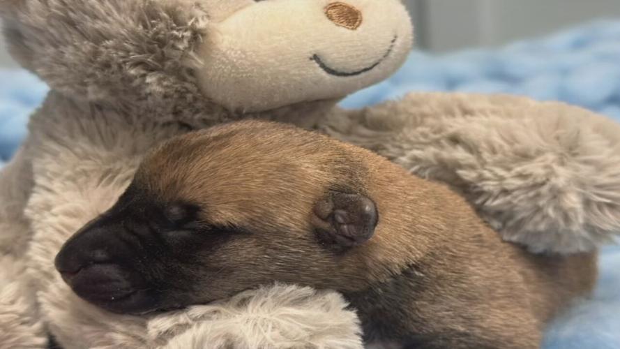 LEXINGTON PUPPY BURNING CASE - MAY 2024  (1).jpeg