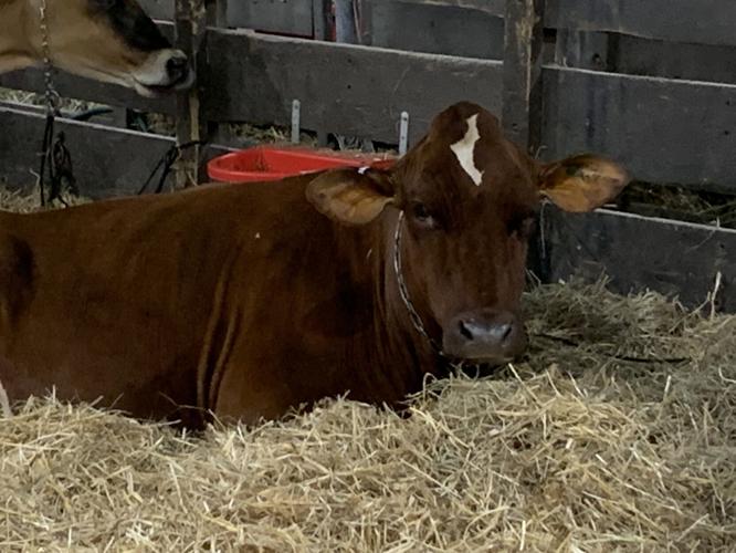 Cow rests at Kentucky State Fair