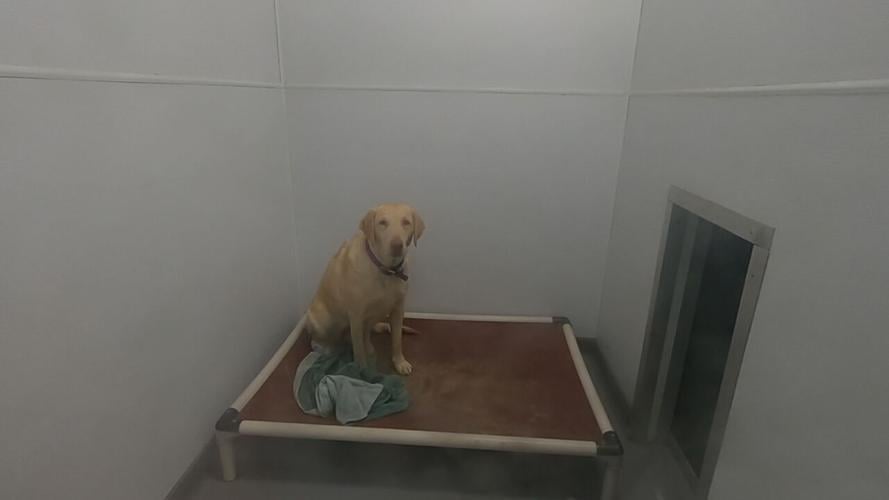 GRRAND puppy mill rescue (2).jpeg