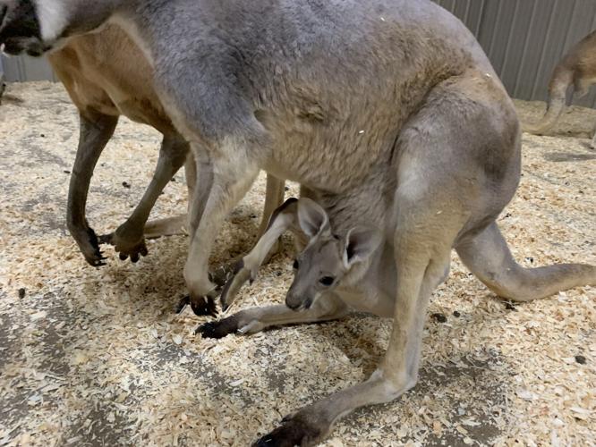 Wilstem Wildlife Park