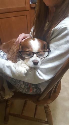 PET DAY - MISSY - ANGELA BRAMER YOUNT.jpg