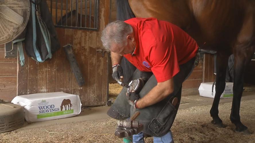 Equine blacksmith and dentist  Zane Baze