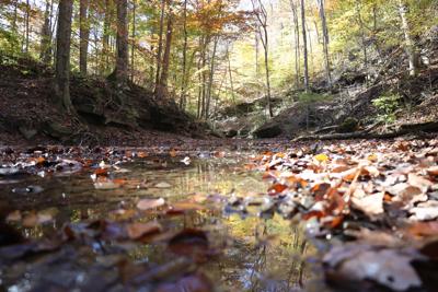Bernheim Arboretum and Research Forest