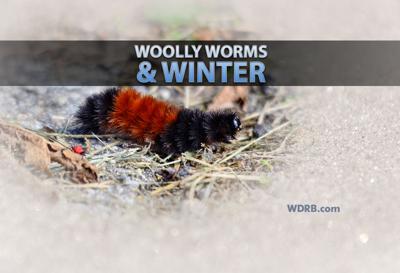 WOOLLY WORMS: What Do They Indicate For The Upcoming Winter Season?