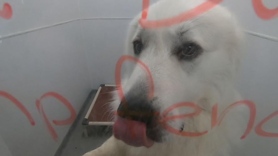 GRRAND puppy mill rescue (1).jpeg