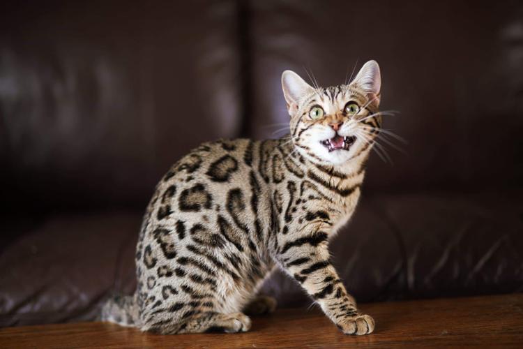 PET DAY - STUMPY - DASYNDA ROSENBARGER.jpg