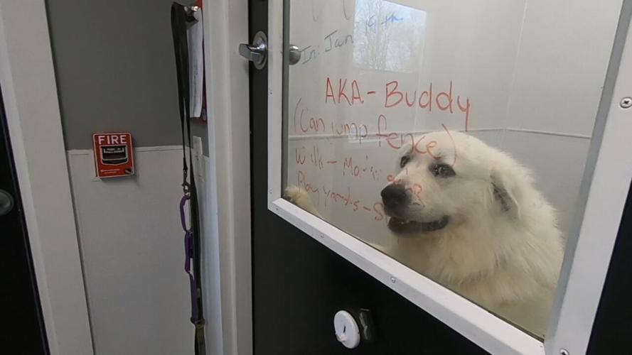 GRRAND puppy mill rescue.jpeg