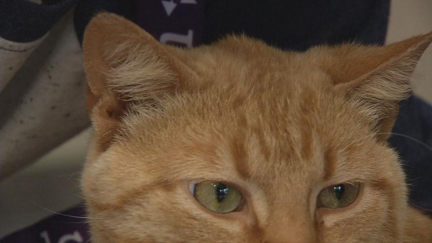 raw CAT CAFE MOTHER'S DAY concatenated 171537_frame_44374.jpg