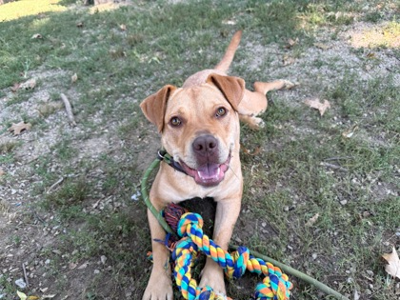 KHS adoptable dog - 'Neon'