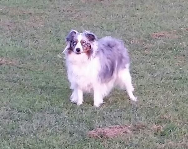 PET DAY 1.jpg