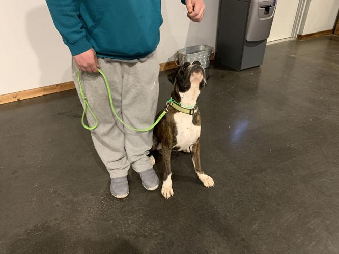 EVOLUTION DOG TRAINING - AKKY - 1-27-2021  (2).JPG