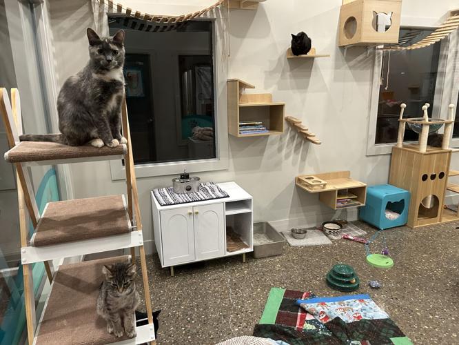Animal Care Society