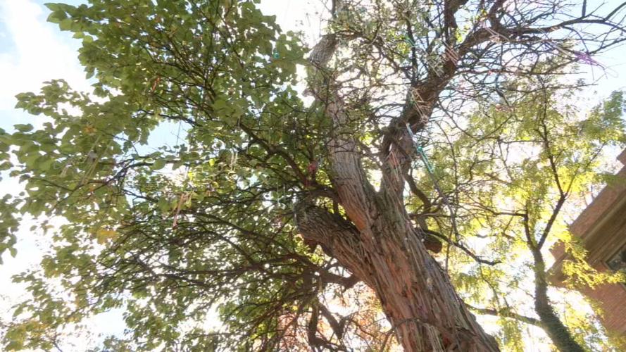 Old Louisville witches tree