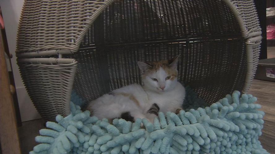 raw CAT CAFE MOTHER'S DAY concatenated 171537_frame_45311.jpg