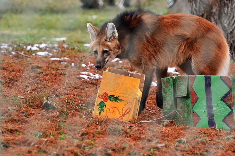 Beary Happy Holiday at the zoo - 12.6.25