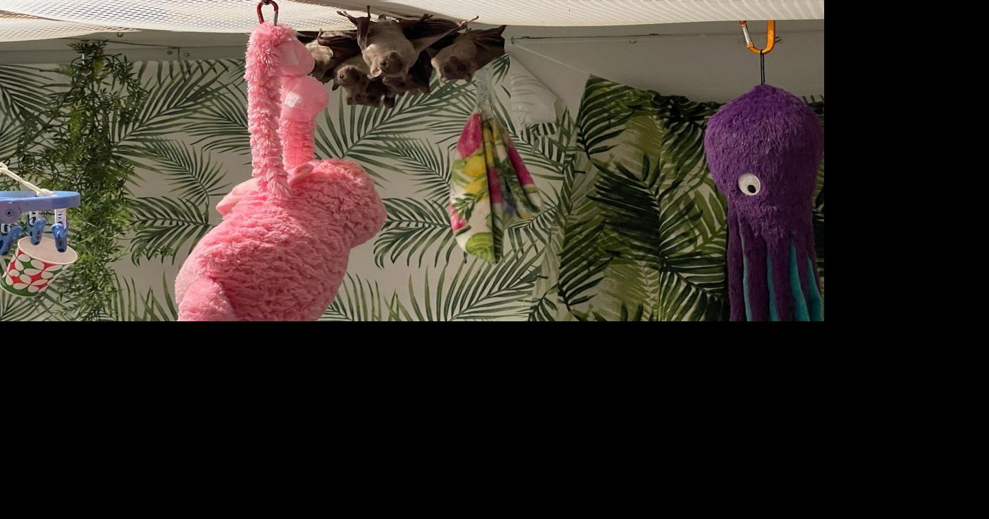 The Kentucky Bat Festival celebrates the environmental contributions of