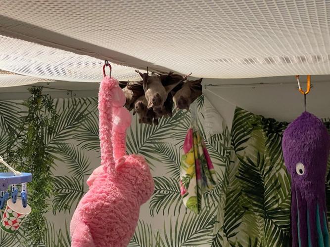 Bats at Second Chance Wildlife Center