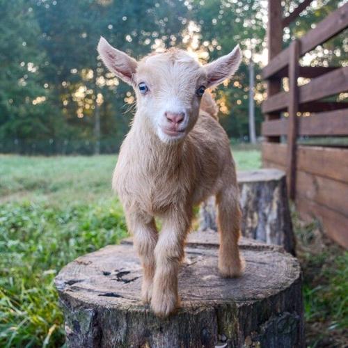 BABY GOAT EXEPERIENCE - GOAT MILK STUFF  (1).jpg