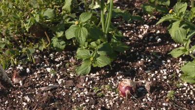 garden clean up