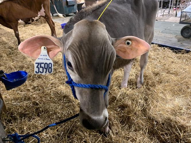 keith state fair cow.jpg